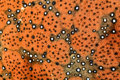 Sea Star