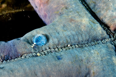 Blue Shell