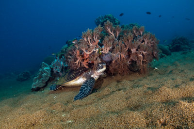 Sea Turtule