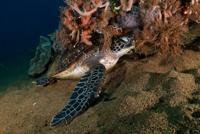 Sea Turtule
