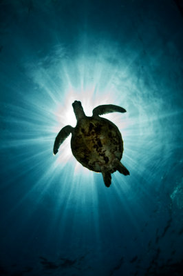 Sea Turtle