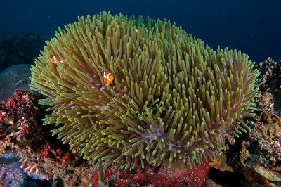 Anemone with Clownfish