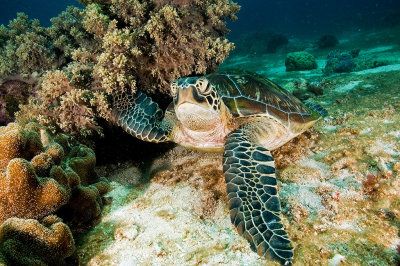 Sea Turtle