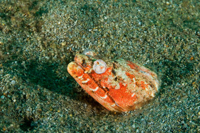 Snake Eel