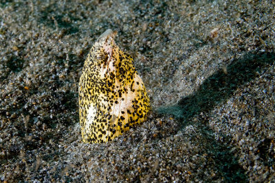 Snake Eel