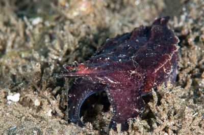 Flamboyant Cuttlefish