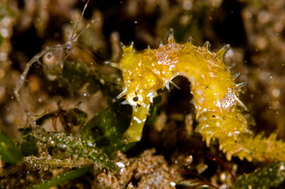 Thorny Sea Horse