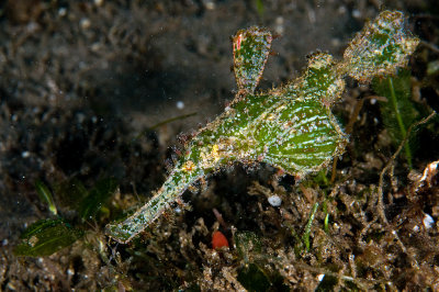Ghost Pipe Fish