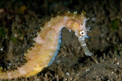Thorny Sea Horse