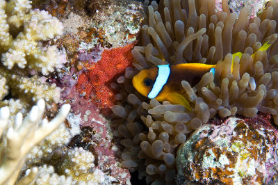 Anemone Fish with eggs