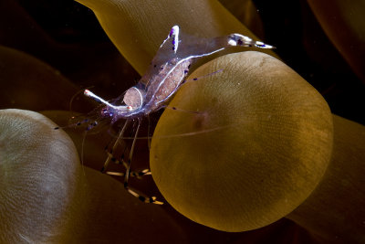 long-legged Partner Shrimp