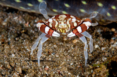 Harlequin Crab