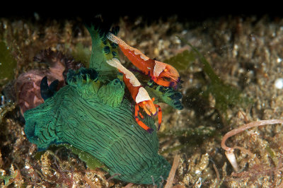 Emperor Shrimps on a Nudibranch