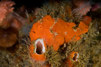 Painted Frogfish