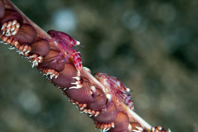 Squat Lobster