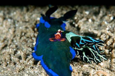 Emperor Shrimp on a Nudibranch