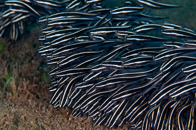 Striped Catfish (Plotosus lineatus)