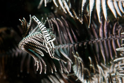 Crinoid Shrimp