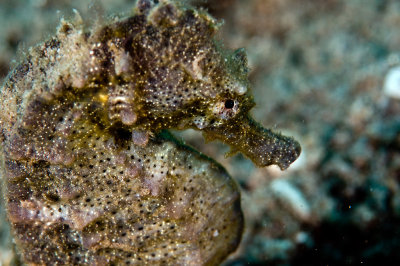 Sea Horse 