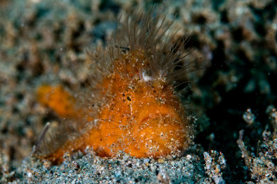 Hairy Frogfish