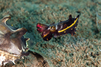 Flamboyant Cuttlefish