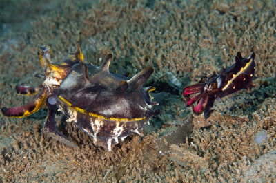 Flamboyant Cuttlefish