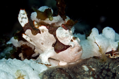 Frogfish
