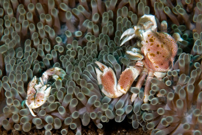 Porcelain Crab