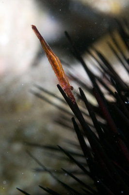 Sea Urchin Shrimp