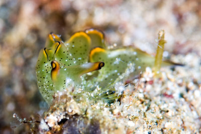 Elysia ornata Nudibranch