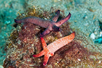 Sea Stars