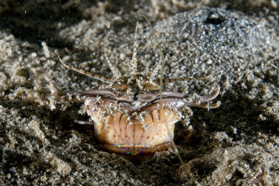 Bobbitt Worm