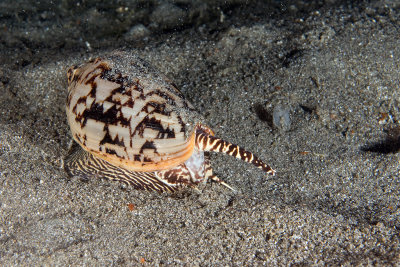 Cymbiola vespertilio Snail