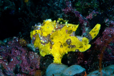 Warty Frogfish