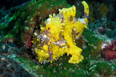 Warty Frogfish