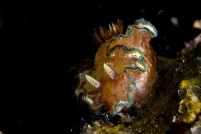 Chromodoris albopunctata