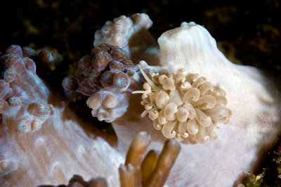 Phyllodesmium magnum