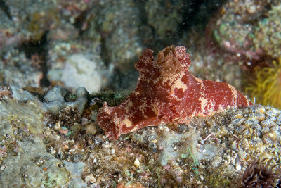 Ceratosoma gracillimum