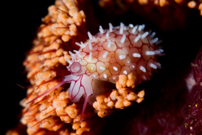 Ridged egg cowrie (Diminovula culmen)