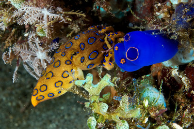 Blue Ringed Octopus