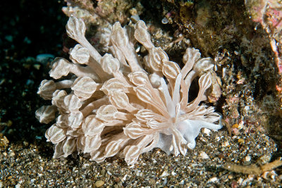 Phyllodesmium rudmani