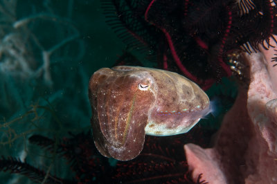 Broadclub cuttlefish