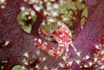Soft Coral Porcelain Crab (Lissoporcellana nakasonei)