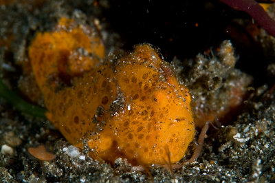 Painted Frogfish