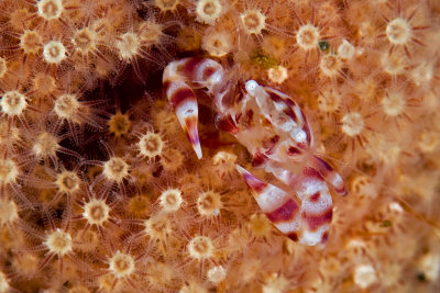 Soft Coral Porcelain Crab (Lissoporcellana nakasonei)