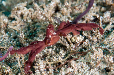 Orangutan crab