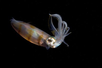 Reef Squid