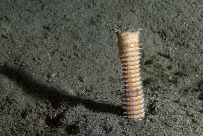 Bobbitt Worm