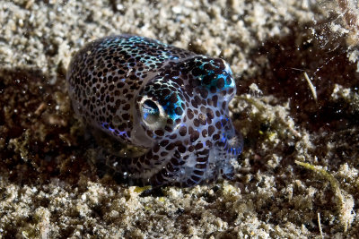 Bobtail Squid