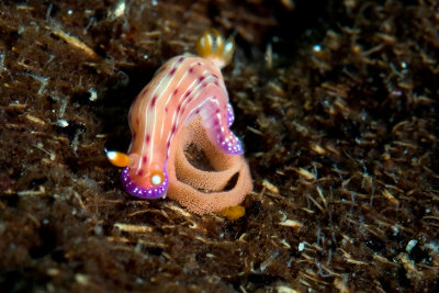 Hypselodoris maculosa